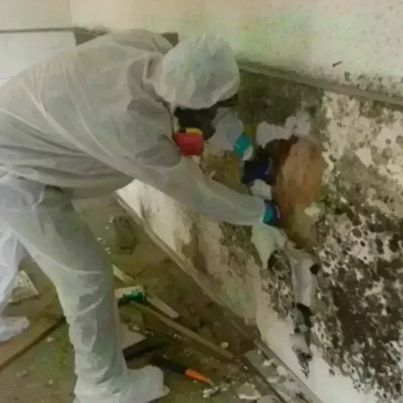 Mold Remediation and Removal in Parma, OH